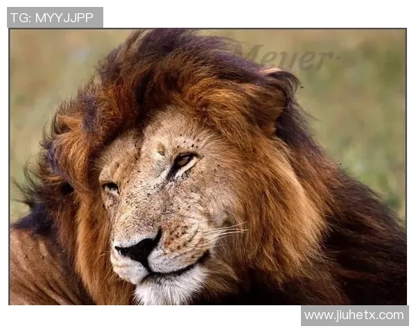 动物命名的足球明星盘点：从狮子到老虎的传奇故事与成就